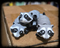 Tiny Racoon