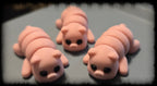 Mini Pig