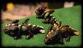 Mini Dragon