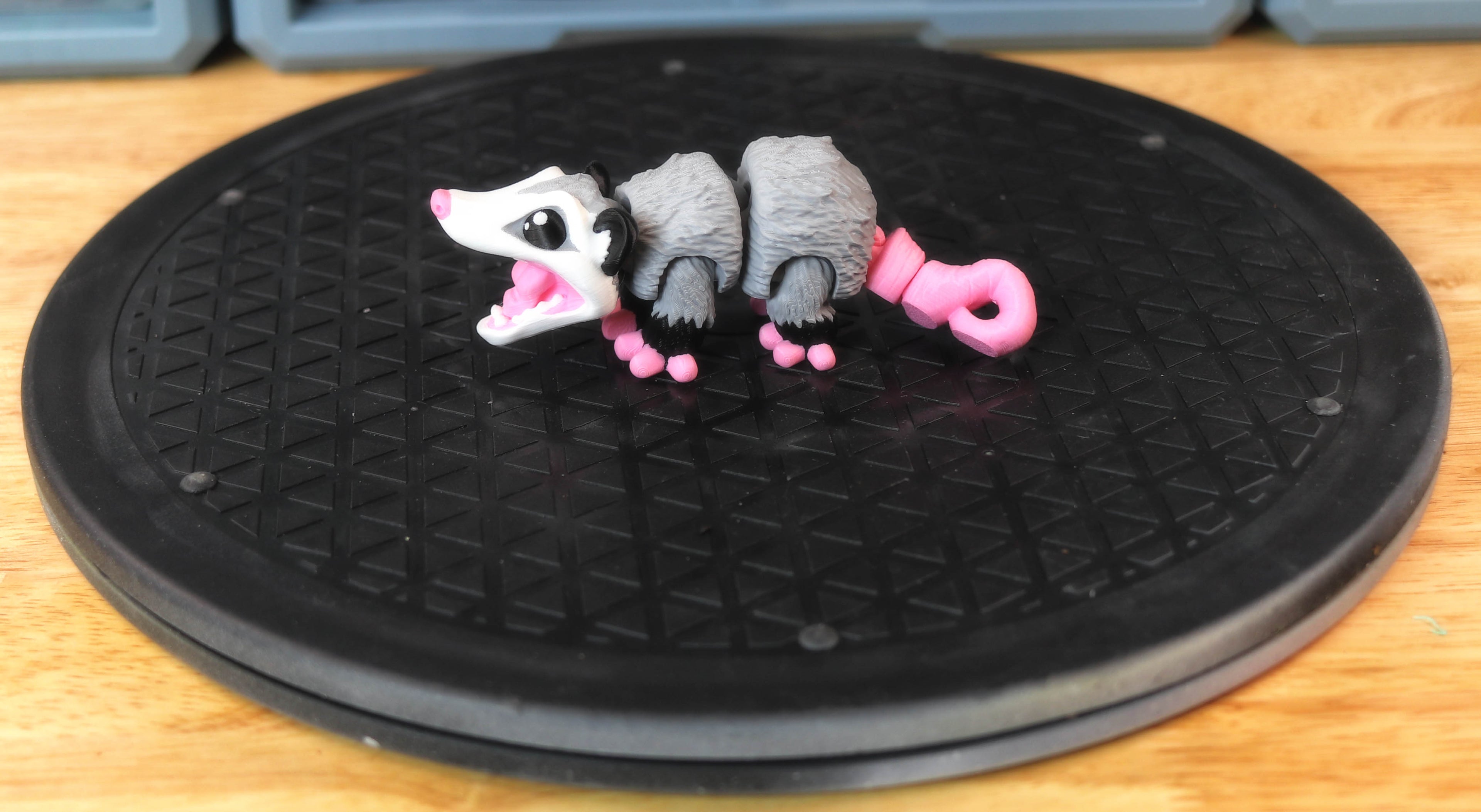 Small Opossum